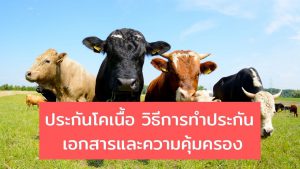 ประกันโคเนื้อ วิธีการทำ เอกสารและความคุ้มครอง